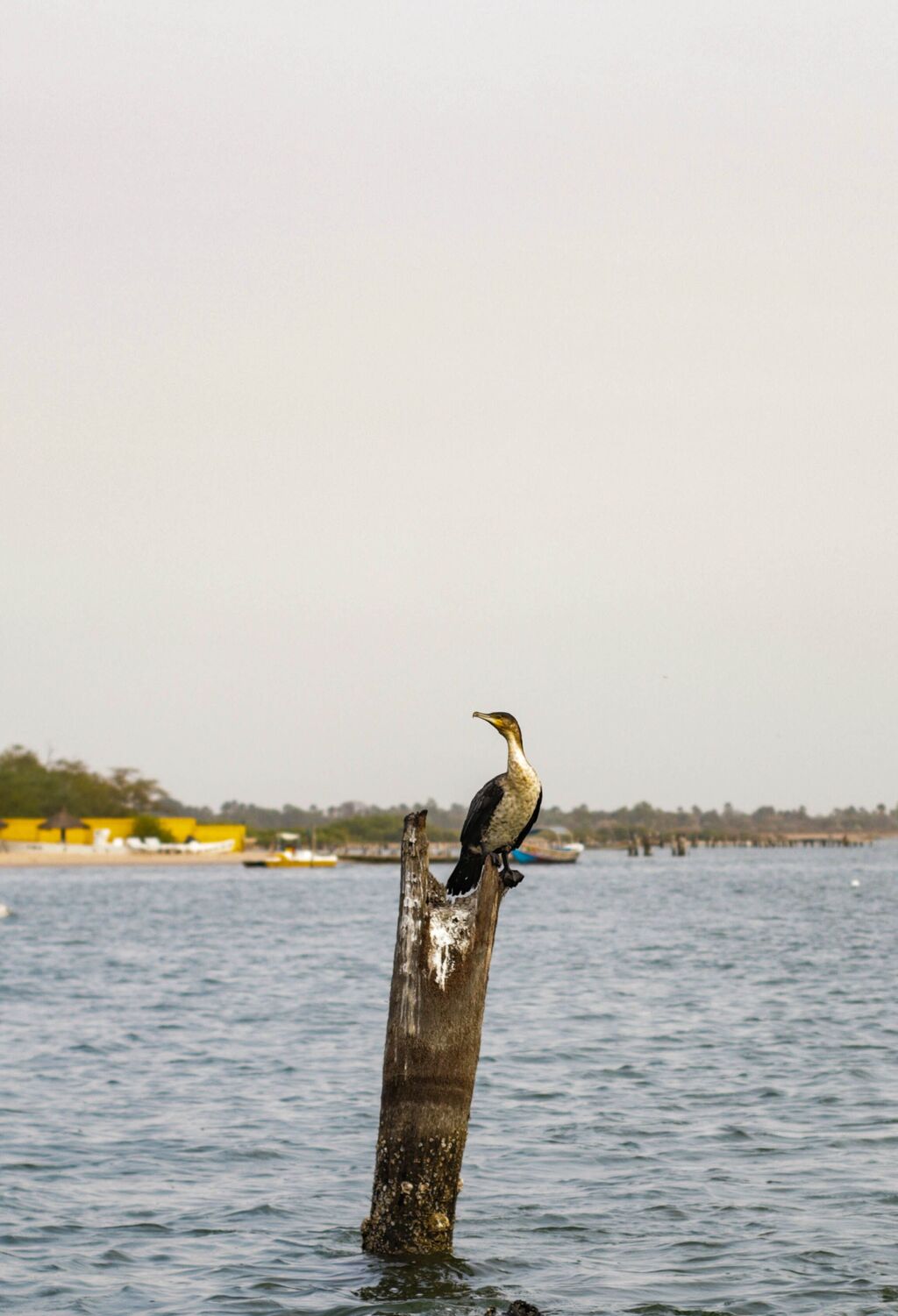 Ramsar wetlands of Senegal, West Africa